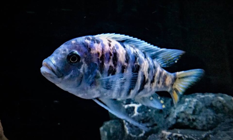 Maylandia zebra 'Likoma Island'